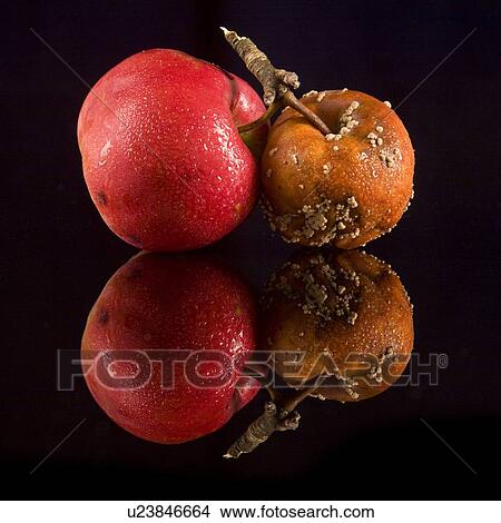 Picture - reif, alfred, aliment, apple, apples, autumn. Fotosearch
