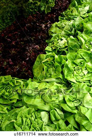 Picture - background, CLOSE, close-up, drink, eat, eating, food. Fotosearch