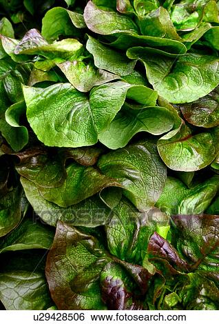 Stock Photograph - background, CLOSE, close-up, drink, eat, eating, food. Fotosearch