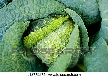 Picture - bioprodukt, agriculture, agroindustry, alfred, bio, biologic. Fotosearch