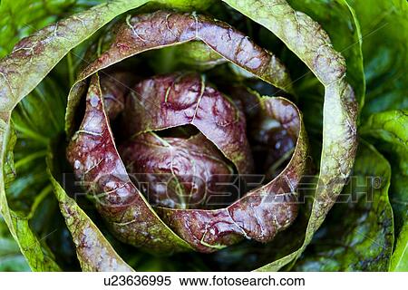 bioprodukt, agriculture, agroindustry, alfred, bio, biologic View Large Photo Image Stock Photography - bioprodukt, agriculture, agroindustry, alfred, bio, biologic. Fotosearch