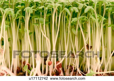 bioprodukt, alfred, bio, biologic, brunnenkresse View Large Photo Image Stock Image - bioprodukt, alfred, bio, biologic, brunnenkresse. Fotosearch