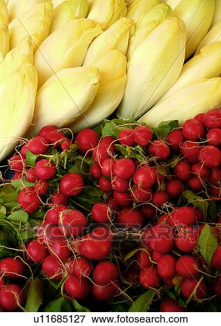 Stock Photo - bruesseler, chiccory, chicoree, chicory, cichorium, CLOSE, close-up. Fotosearch