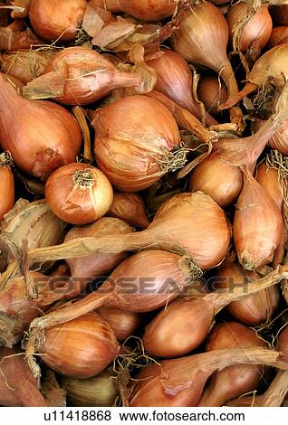 Stock Photo - bulb, background, brown, bolle, beige, cepa, allium. Fotosearch