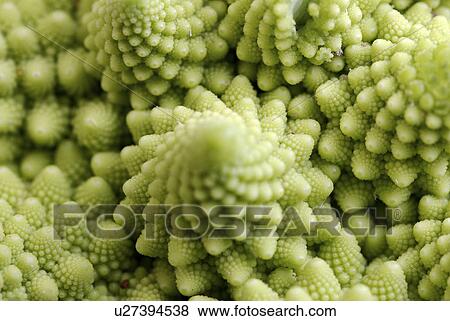 Stock Photo - burkhard, cabbage, cauliflower, detail, eat, franzoesischer. Fotosearch