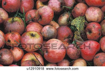 calf, apple, burgenland, autumn, austria, decaying, agriculture View Large Photo Image Stock Photo - calf, apple, burgenland, autumn, austria, decaying, agriculture. Fotosearch