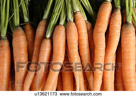 carrot, close-up, CLOSE, alfred View Large Photo Image Stock Image - carrot, close-up, CLOSE, alfred. Fotosearch