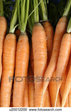 carrot, close-up, CLOSE, alfred View Large Photo Image Stock Image - carrot, close-up, CLOSE, alfred. Fotosearch