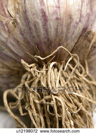 CLOSE, allium, brown, beige, Austria, alfred View Large Photo Image Stock Image - CLOSE, allium, brown, beige, Austria, alfred. Fotosearch