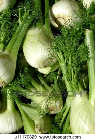Stock Photo - CLOSE, close-up, drink, eat, eating, fenchel, fennel. Fotosearch