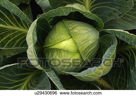 Stock Photograph - close-up, alfred, CLOSE, cabbage, brassica, acre. Fotosearch