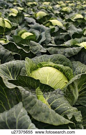 close-up, alfred, CLOSE, cabbage, brassica, acre View Large Photo Image Stock Photography - close-up, alfred, CLOSE, cabbage, brassica, acre. Fotosearch