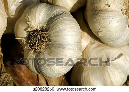 Stock Photograph - diemer, eat, food, garlic, garlic clove, germany, health. Fotosearch