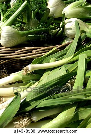 Stock Photo - eating, CLOSE, eat, drink, close-up, fenchel, allium. Fotosearch
