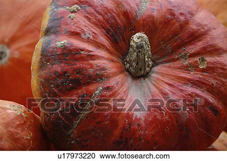 reif, agriculture, autumn, autumn-like, bio, CH View Large Photo Image Stock Image - reif, agriculture, autumn, autumn-like, bio, CH. Fotosearch