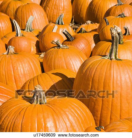 Autumn pumpkins at outdoor market. View Large Photo Image Stock Photo - Autumn pumpkins at outdoor market.. Fotosearch
