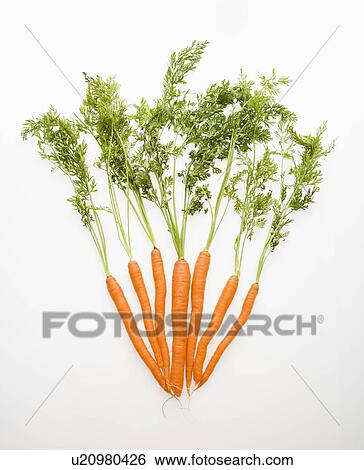 Stock Photograph - Bunch of carrots spread out against white background.. Fotosearch
