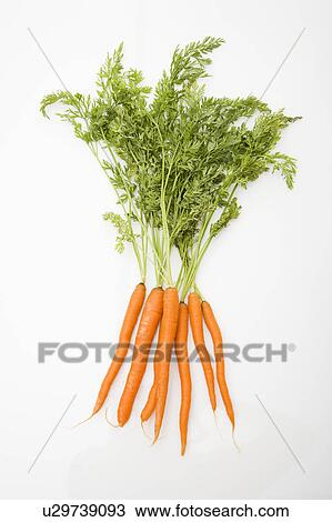 Bunch of orange carrots with green tops on white background. View Large Photo Image Stock Image - Bunch of orange carrots with green tops on white background.. Fotosearch