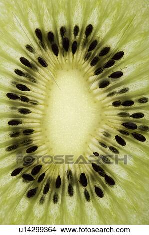 Picture - Close up of single kiwi fruit slice.. Fotosearch
