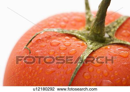 Close up of wet red ripe tomato against white background. View Large Photo Image Stock Image - Close up of wet red ripe tomato against white background.. Fotosearch