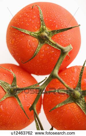 Close up of wet red ripe tomatoes against white background. View Large Photo Image Stock Image - Close up of wet red ripe tomatoes against white background.. Fotosearch