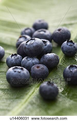 Group of blueberries on banana leaf. View Large Photo Image Stock Image - Group of blueberries on banana leaf.. Fotosearch