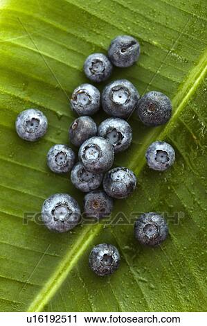 Group of blueberries on banana leaf. View Large Photo Image Stock Image - Group of blueberries on banana leaf.. Fotosearch