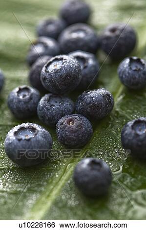 Stock Photograph -  Group of blueberries on banana leaf.. Fotosearch