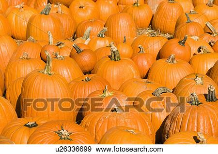 Stock Photo - Group of pumpkins at produce market.. Fotosearch