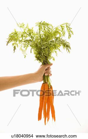 Picture - Hand holding bunch of orange carrots with green tops against white background.. Fotosearch