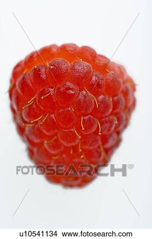 One red raspberry on white background. View Large Photo Image Picture - One red raspberry on white background.. Fotosearch