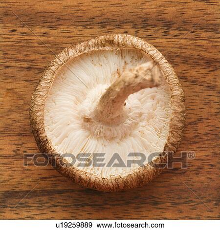 Overview of underside of whole mushroom. View Large Photo Image Stock Photo - Overview of underside of whole mushroom.. Fotosearch