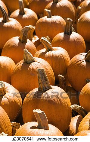 Stock Image - Pile of Autumn pumpkins at outdoor market.. Fotosearch
