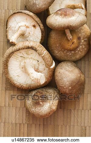 Pile of shiitake mushrooms on bamboo mat. View Large Photo Image Stock Photography - Pile of shiitake mushrooms on bamboo mat.. Fotosearch