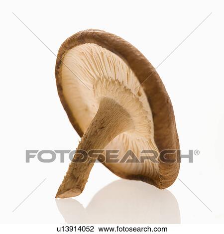 Stock Image - Single shiitake mushroom on white background.. Fotosearch