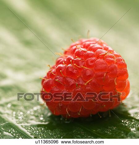 Stock Photograph - Still life of red raspberry on banana leaf.. Fotosearch