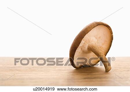 Stock Photo - Still life of single brown mushroom.. Fotosearch