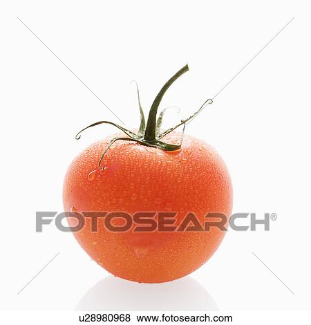 Stock Photo - Still life of wet red ripe tomato against white background.. Fotosearch