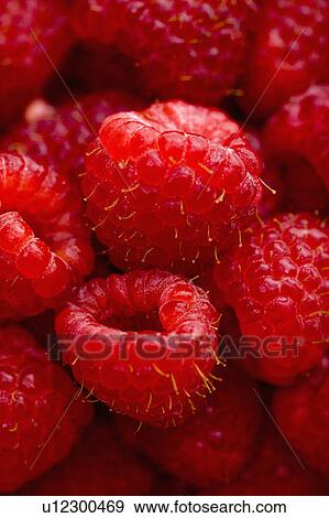 Close up of red raspberries. View Large Photo Image Stock Photo - Close up of red raspberries.. Fotosearch