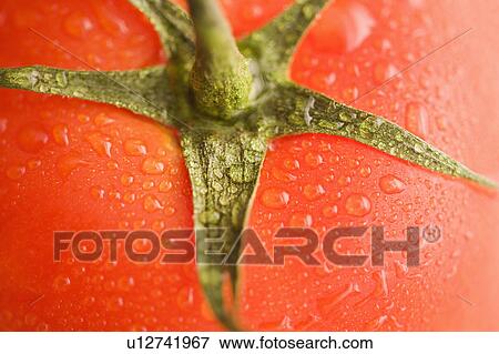 Stock Photo - Close up of wet red ripe tomato.. Fotosearch