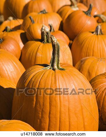 Fall pumpkins at outdoor market. View Large Photo Image Stock Photo - Fall pumpkins at outdoor market.. Fotosearch