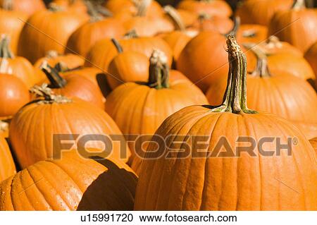 Group of pumpkins at produce market. View Large Photo Image Stock Image - Group of pumpkins at produce market.. Fotosearch