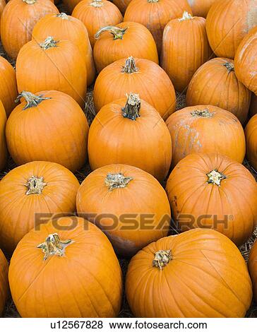 Group of pumpkins sitting on ground at farmers market. View Large Photo Image Stock Photo - Group of pumpkins sitting on ground at farmers market.. Fotosearch