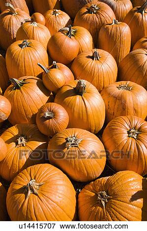 Stock Photo - Pile of Fall pumpkins at outdoor market.. Fotosearch