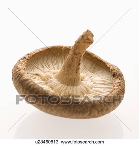 Stock Image - Single shiitake mushroom on white background.. Fotosearch