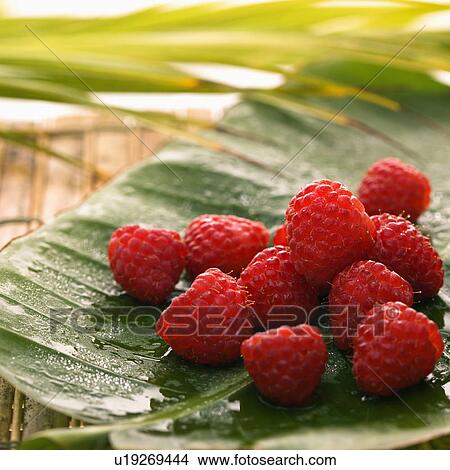 Still life of red raspberries on banana leaf. View Large Photo Image Picture - Still life of red raspberries on banana leaf.. Fotosearch