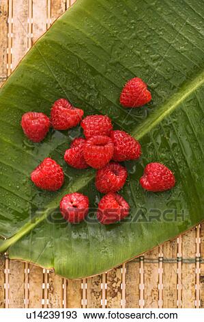 Stock Image - Still life of red raspberries on banana leaf.. Fotosearch