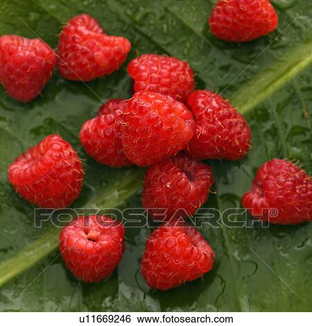 Still life of red raspberries on banana leaf. View Large Photo Image Stock Photograph - Still life of red raspberries on banana leaf.. Fotosearch