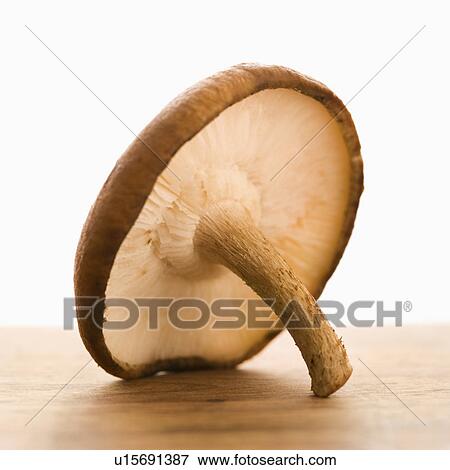 Stock Photo - Still life of single brown mushroom.. Fotosearch