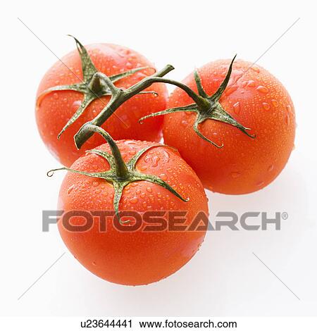 Stock Image - Three wet red ripe tomatoes on vine against white backgroound.. Fotosearch